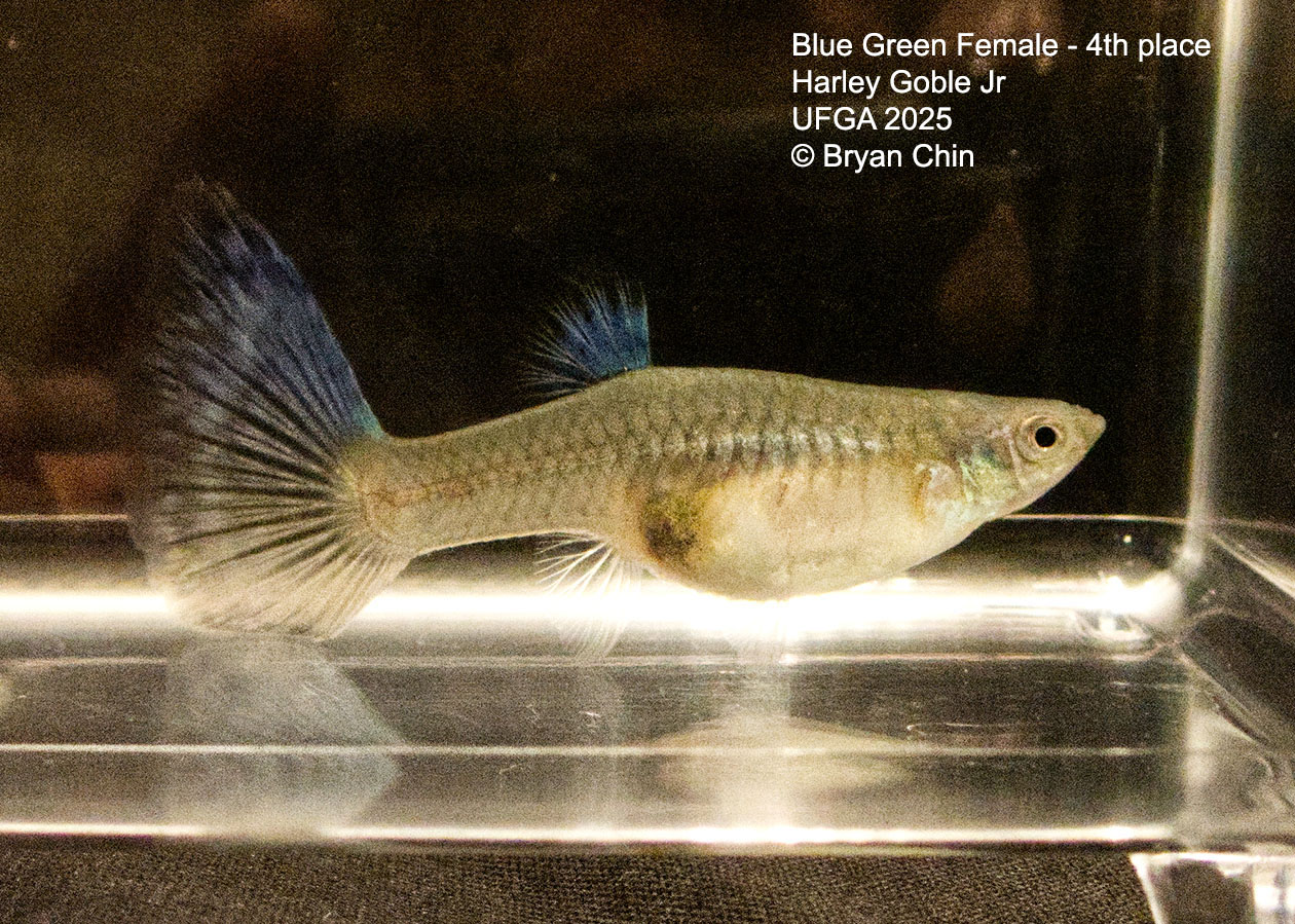 Guppy Female  Blue Green